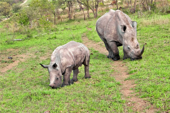 дикие носороги