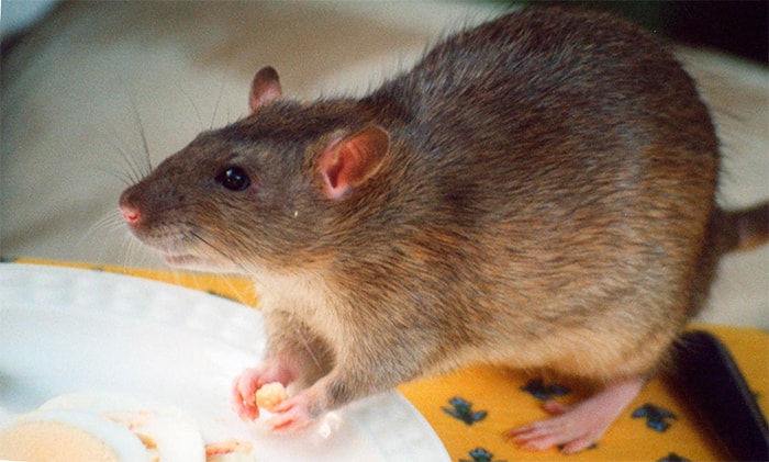 Разница в питании крыс