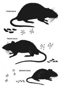 Как выглядят следы мышей и крыс
