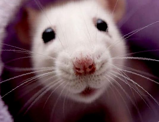 Разница между крысой и мышью