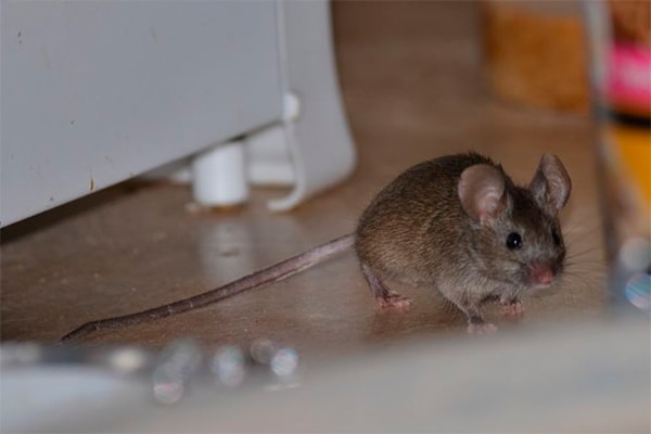 Среда обитания крыс и мышей