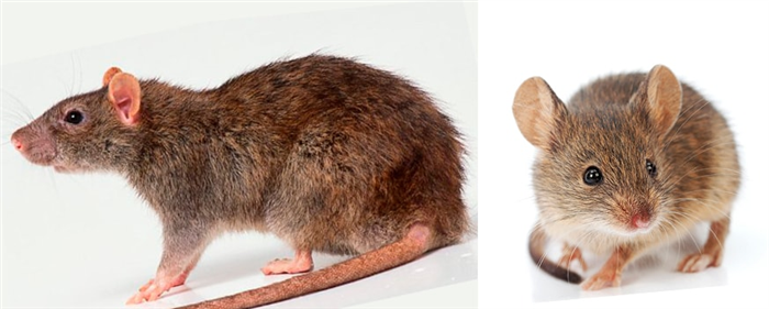 Чем отличается мышь от крысы (отличие) - 5 отличий, взрослые и щенки