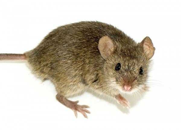 Как отличить мышь от крысы