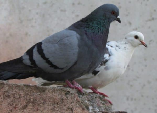 Продолжительность жизни голубей зависит от разновидности этих птиц
