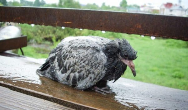 Инфекционные заболевания могут сильно сократить жизнь птицы