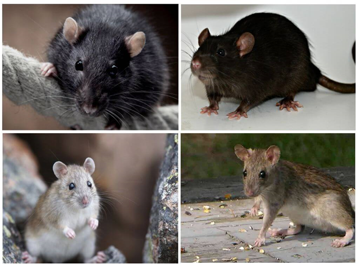 Черные и туркестанские крысы
