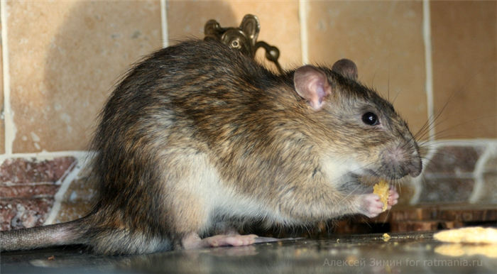 Самая большая крыса, какого размера она может быть (максимальный размер)?