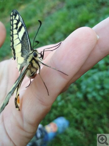 Выращивание бабочек дома. Можно ли вырастить бабочку дома? Наблюдать, как бабочки окукливаются и вылупляются вместе с детьми, — это личный опыт.