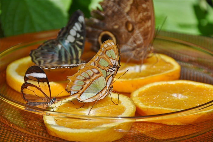 корм для бабочек в домашних условиях