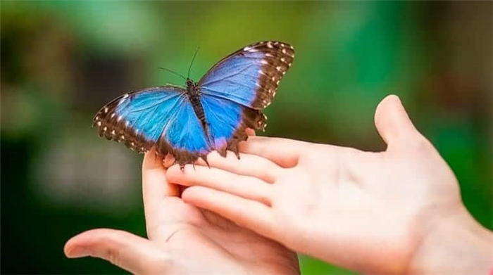 Выращивание бабочек дома. Можно ли вырастить бабочку дома? Наблюдать, как бабочки окукливаются и вылупляются вместе с детьми, — это личный опыт.