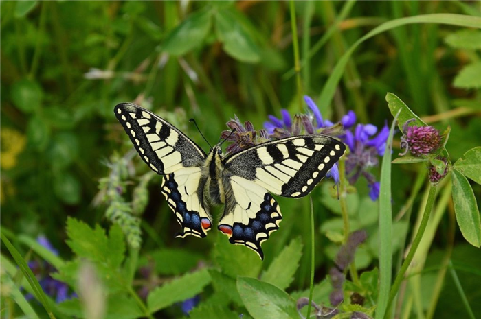 Бабочки дарят необычные и чудесные ощущения