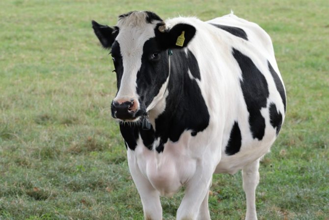 среднее количество коровьего молока в день