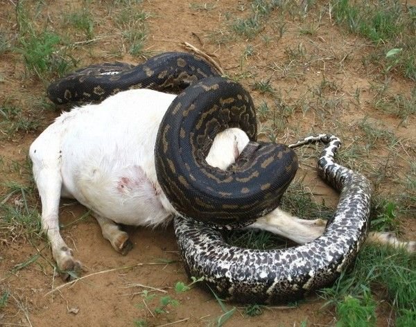 Иероглифический или каменный питон (Python sebae) душит беременную козу, на которую нападает из засады на одном из африканских пастбищ.