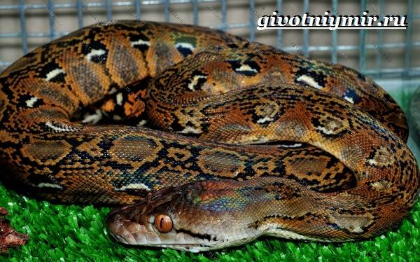 Python-snake-lifestyle-and-habitat-python-6