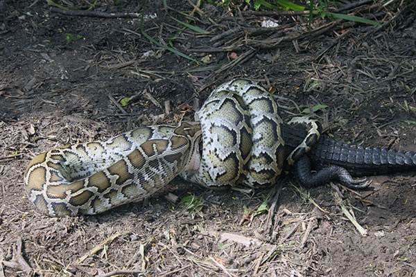 Python-snake-description-характеристики-виды-стиль жизни-и-среда обитания-python-23