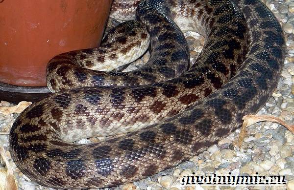 Python-snake-lifestyle-and-habitat-python-8