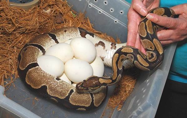 Python-snake-description-features-species-lifestyle-and-habitat-python-24