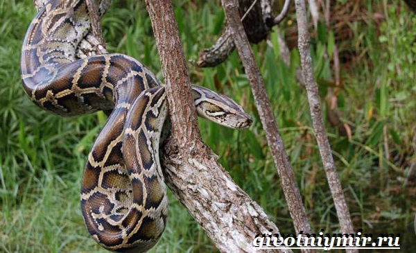 Питон-змея-образ жизни-и-среда обитания-питон-14