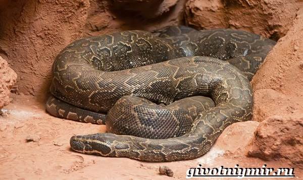 Python-snake-lifestyle-and-habitat-python-7