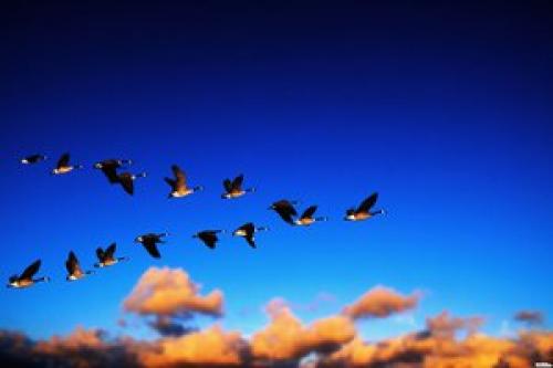 Какие птицы улетают на юг прошлой осенью. Какие птицы летают осенью?