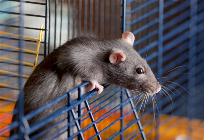 Куда ставить клетку после смерти крысы?