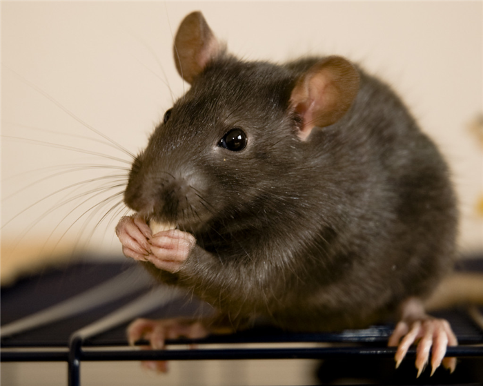 5 страшных фактов об обычных крысах
