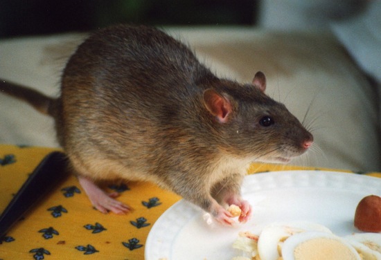 5 страшных фактов об обычных крысах