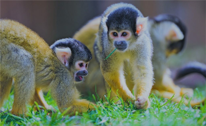 Виды обезьян сильно различаются по внешнему виду, размеру и весу.