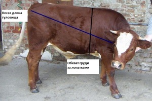 Как рассчитать массу быков и коров без весов: таблицы, метод Турхановского