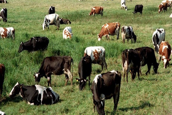 Описание веса молочной коровы