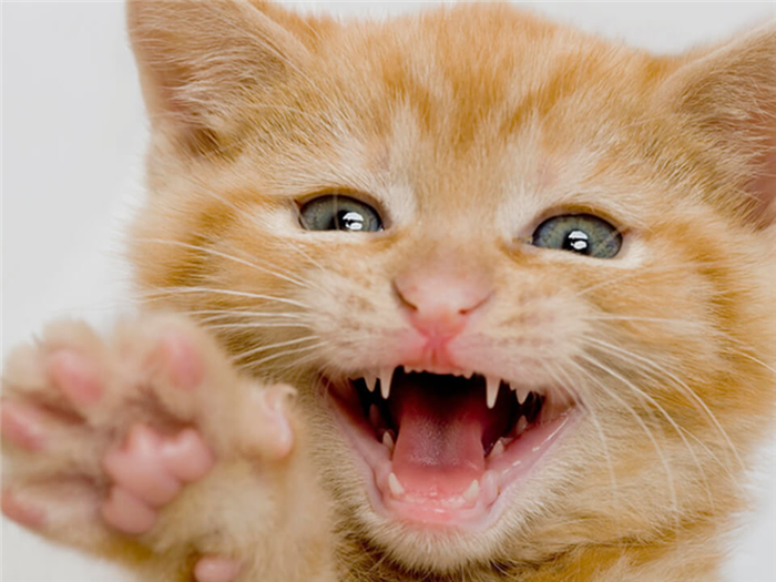 Котенок с молочными зубами.jpg