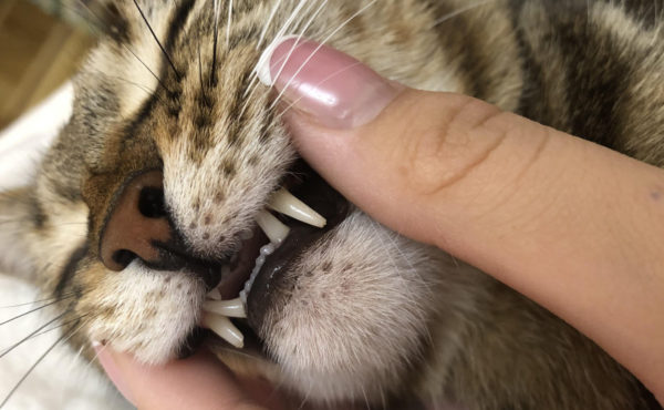 Зубы у кошки: схема, сколько по возрасту, основные заболевания