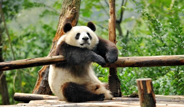 Фото: животное Гигантская панда
