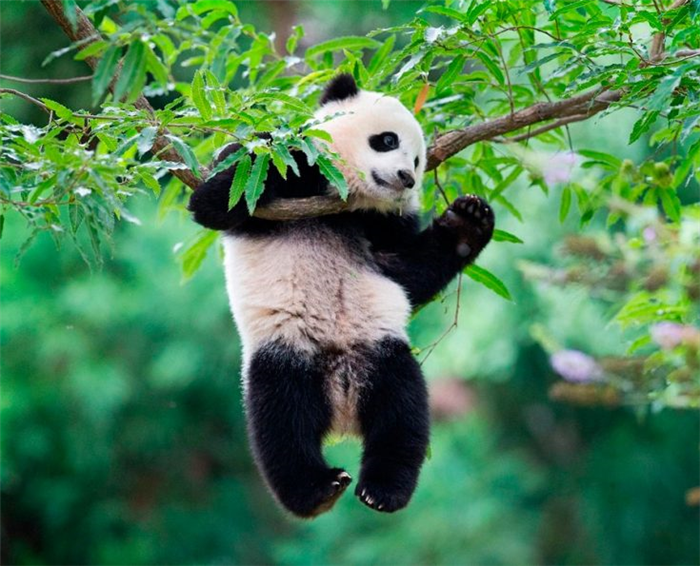 В дикой природе панды питаются растительной пищей и питаются почти исключительно бамбуком.