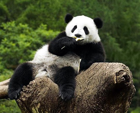 Беременная панда