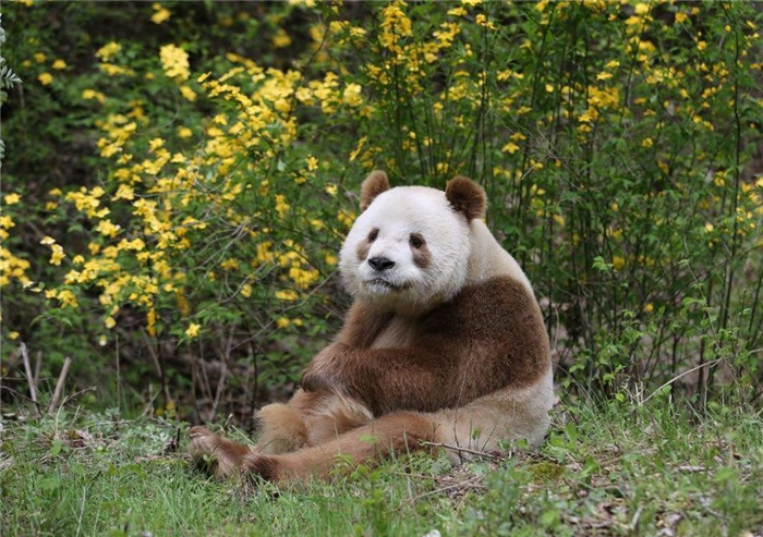 коричневая панда