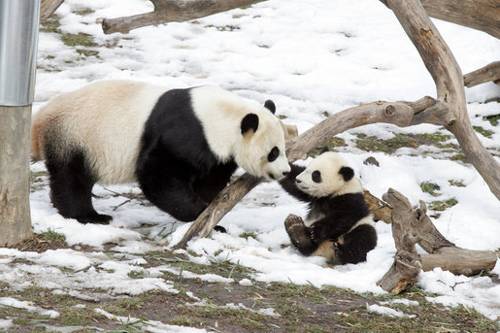 гигантская панда с детенышем