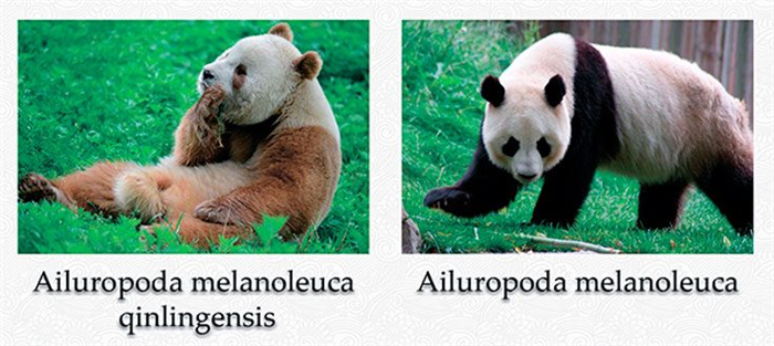 Хотя красная панда и гигантская панда принадлежат к разным семействам, их рацион практически идентичен.