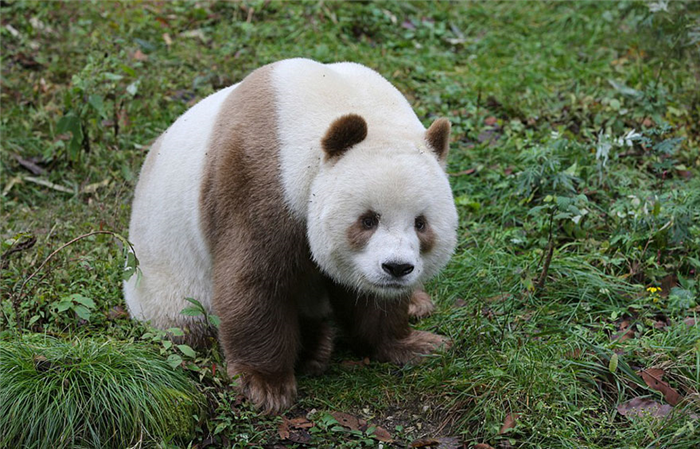 Большая коричневая панда