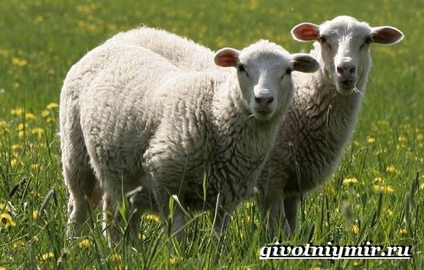 Овцы-животные-образ жизни-и-среда обитания-овцы-7