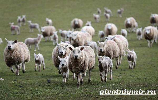 Овцы-животные-образ жизни-и-среда обитания-овцы-6