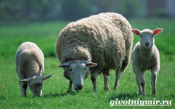 Овцы-животные-образ жизни-и-среда обитания-овцы-5