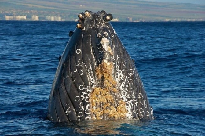 Китовые вши на теле кита фото