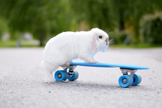 Кролик на скейтборде