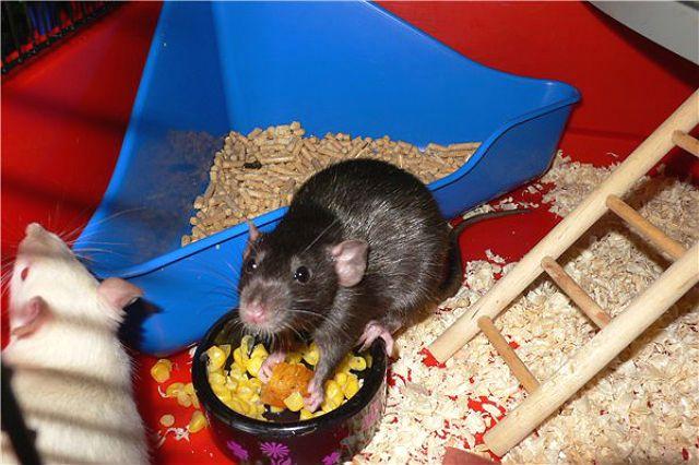 Крысы в ​​клетке с ванной