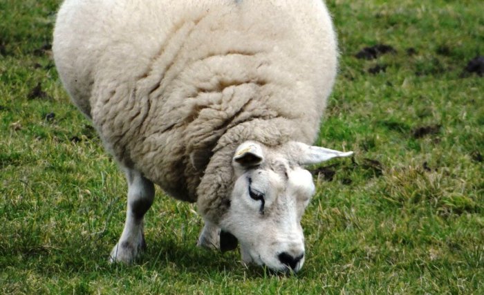 Кормление беременной овцы должно быть сбалансированным
