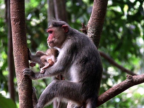 обезьяна с детьми