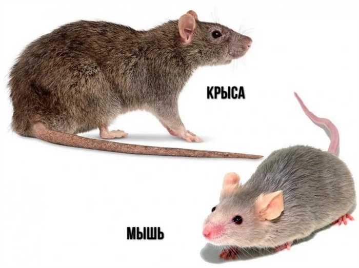 Мышь имеет ряд особенностей