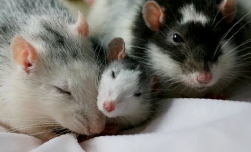 Новорожденные крысята: этапы развития и правила ухода