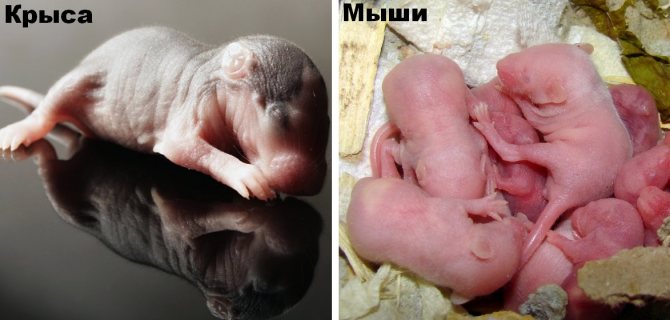 Новорожденные грызуны